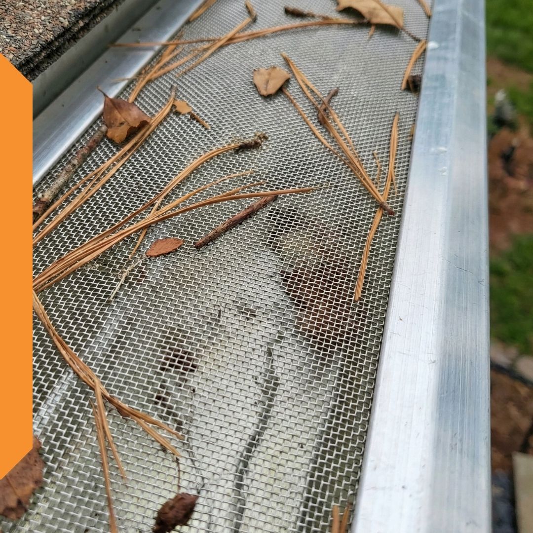 A rain gutter fitted with a mesh gutter guard catching fallen pine needles and leaves