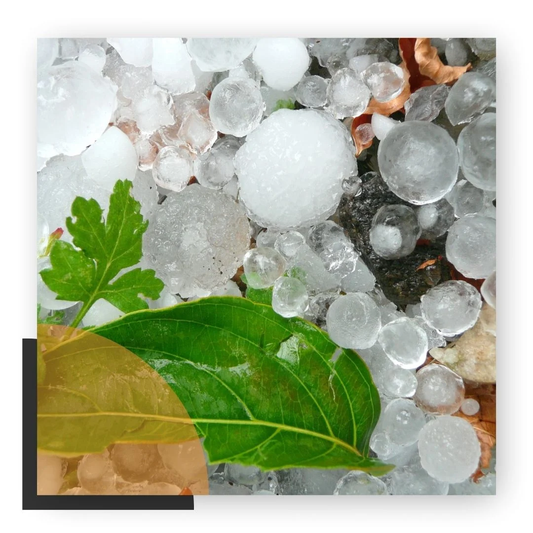 Hailstones on the ground among leaves after a hailstorm